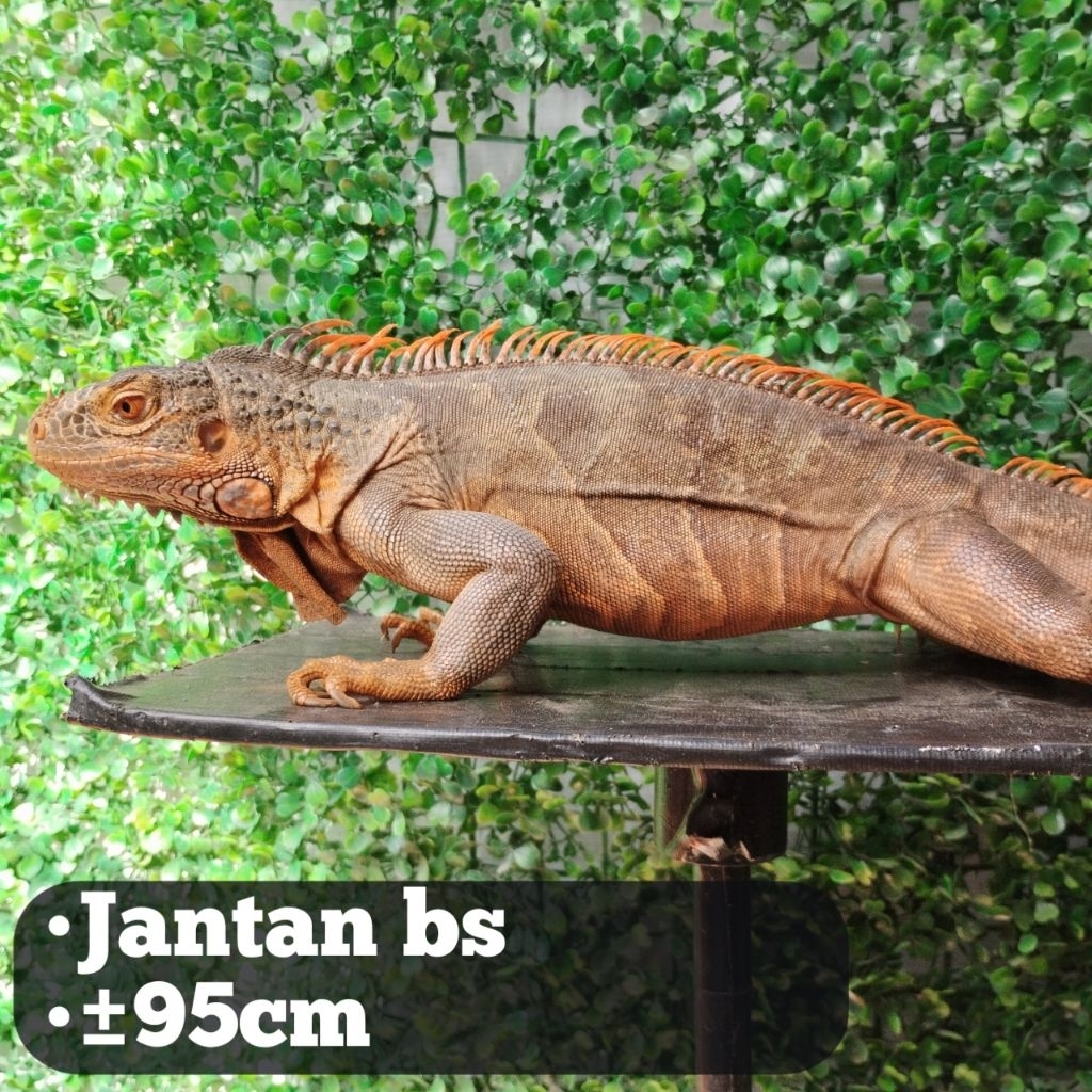 pelet Iguana Jantan bs