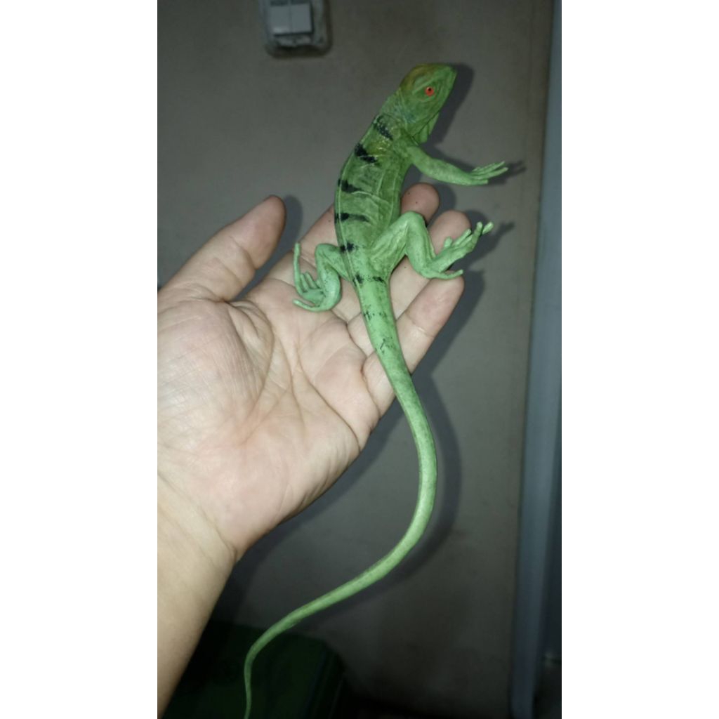 figure hewan binatang iguana bahan karet padat