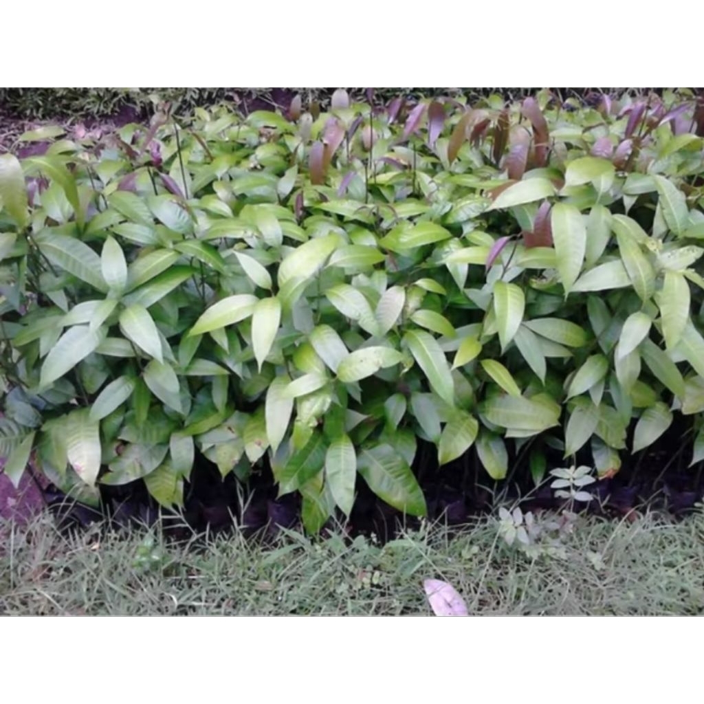 Bibit Mangga Telor Keong Seedling Genjah Cepat Berbuah