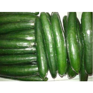 Timun Jepang / Timun Jepang KYURI 1 KG