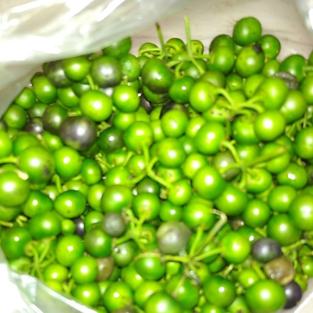 Sayur Lalapan Lenca Leunca segar