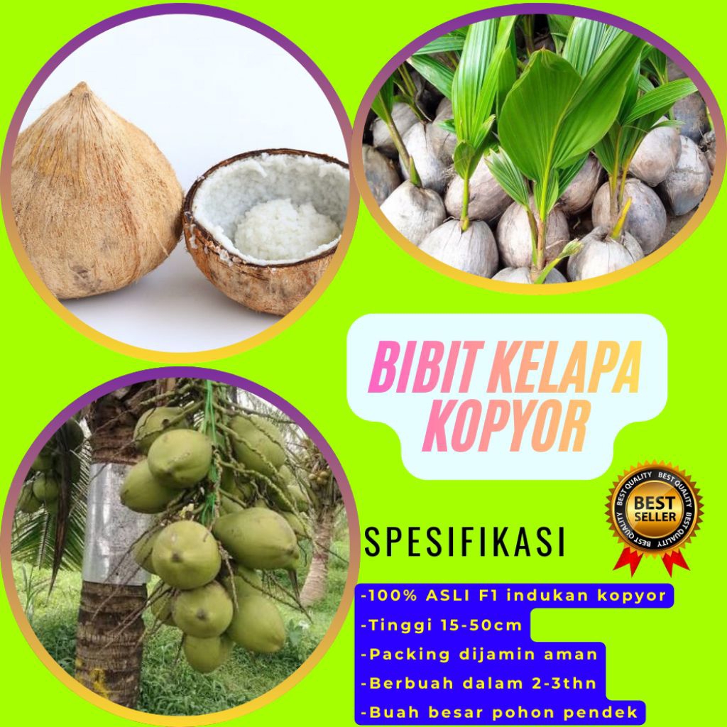 100 % ASLI  Pohon Kelapa Kopyor, Pohon Kelapa Kopyor Asli, Pohon Kelapa Kopyor Bersertifikat