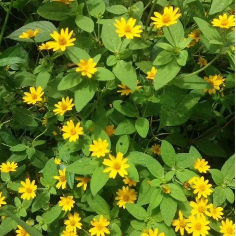 seribu bintang/kancing Kuning bibit tanaman hias siap tanam