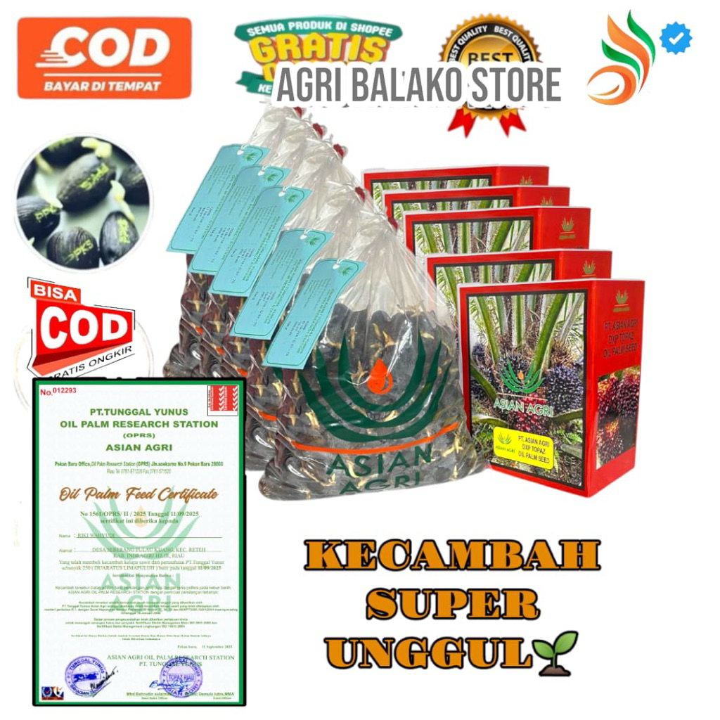 BISA COD Kecambah Sawit TOPAZ SUPER UNGGUL BERSERTIFIKAT