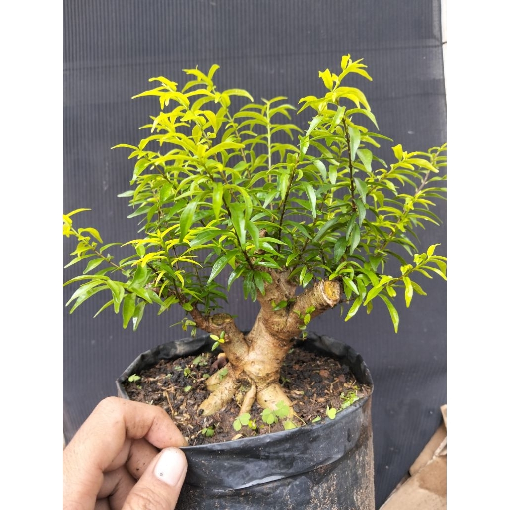 Bahan bonsai anting putri mikro sesuai foto