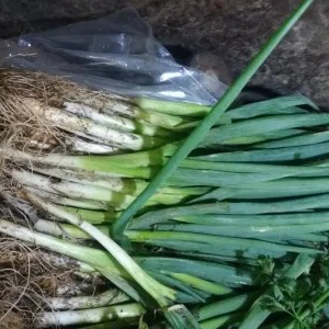 daun bawang 1kg
