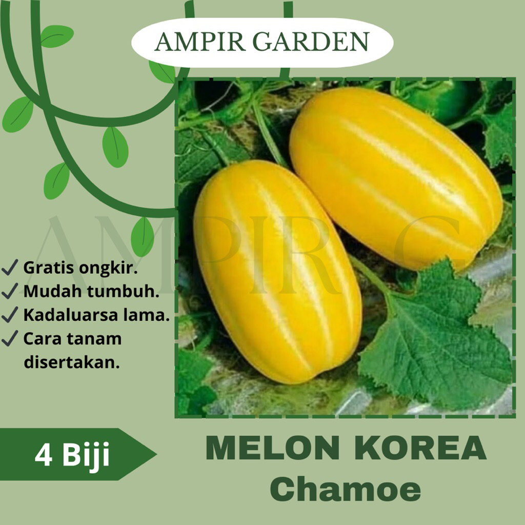4 Biji Benih MELON KOREA CHAMOE Import Premium / Bibit Tanaman Buah Melon Garis putih / Melon Golden