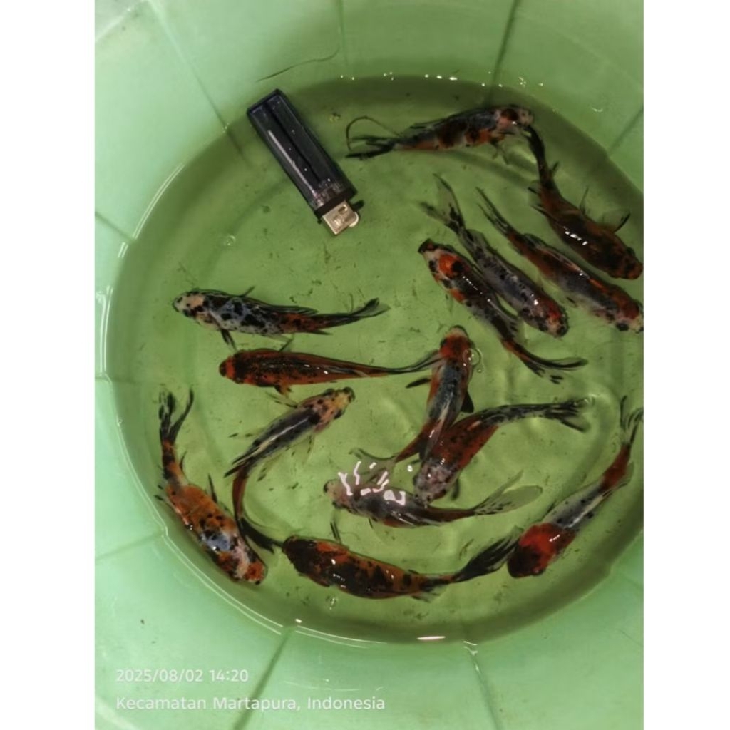 komet pancawarna -+10cm, 15rb = 1 ekor. ikan hias aquascape aquatic air tawar