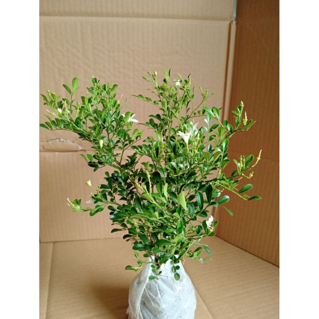 Tanaman kemuning mikro super wangi