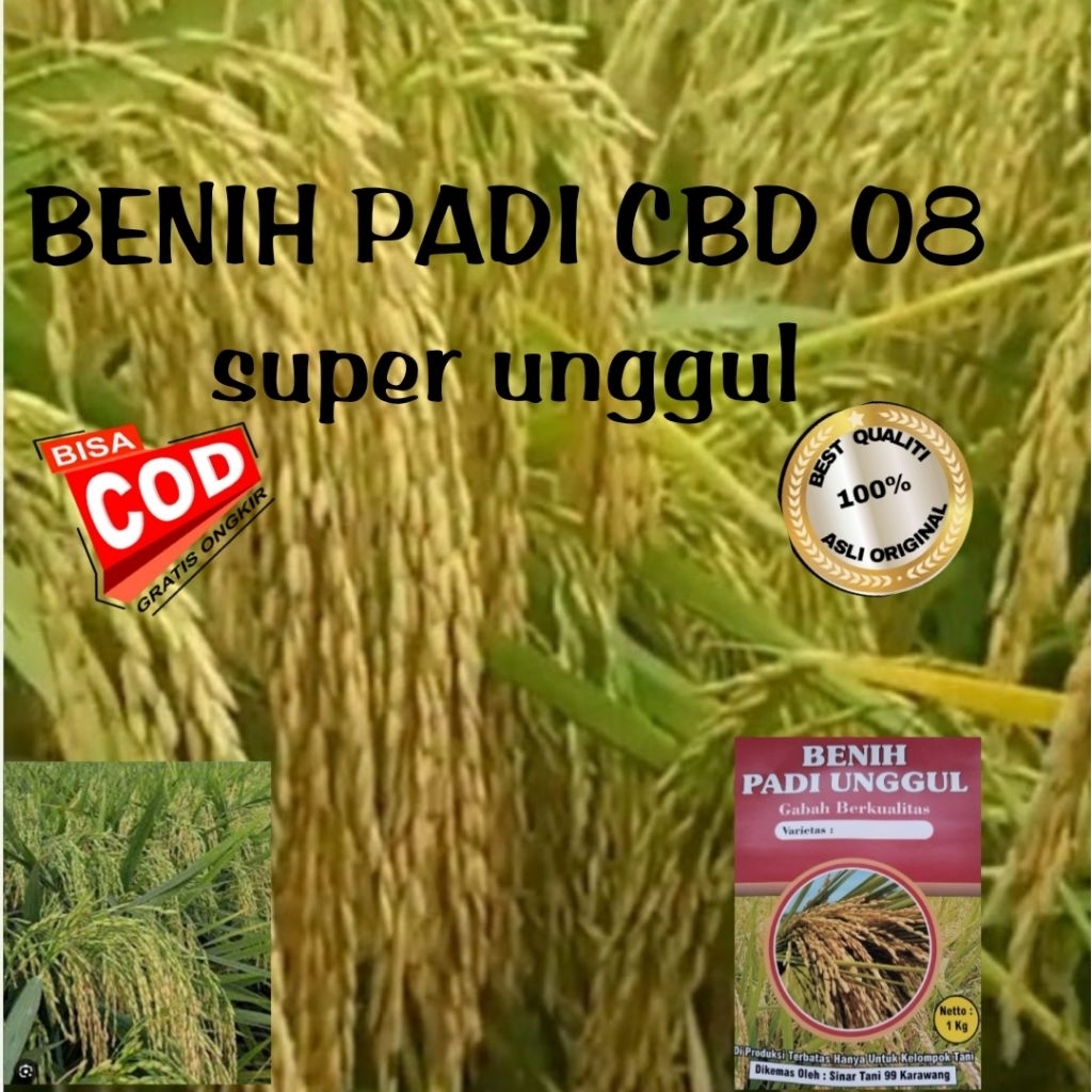BENIH PADI CBD 08 SUPER UNGGUL BERKUALITAS 1kg