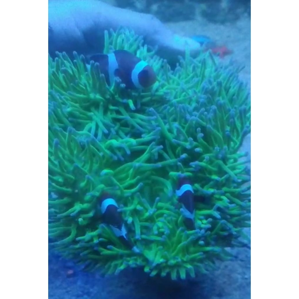 Paket 1 Ikan Nemo + 1 Anemon