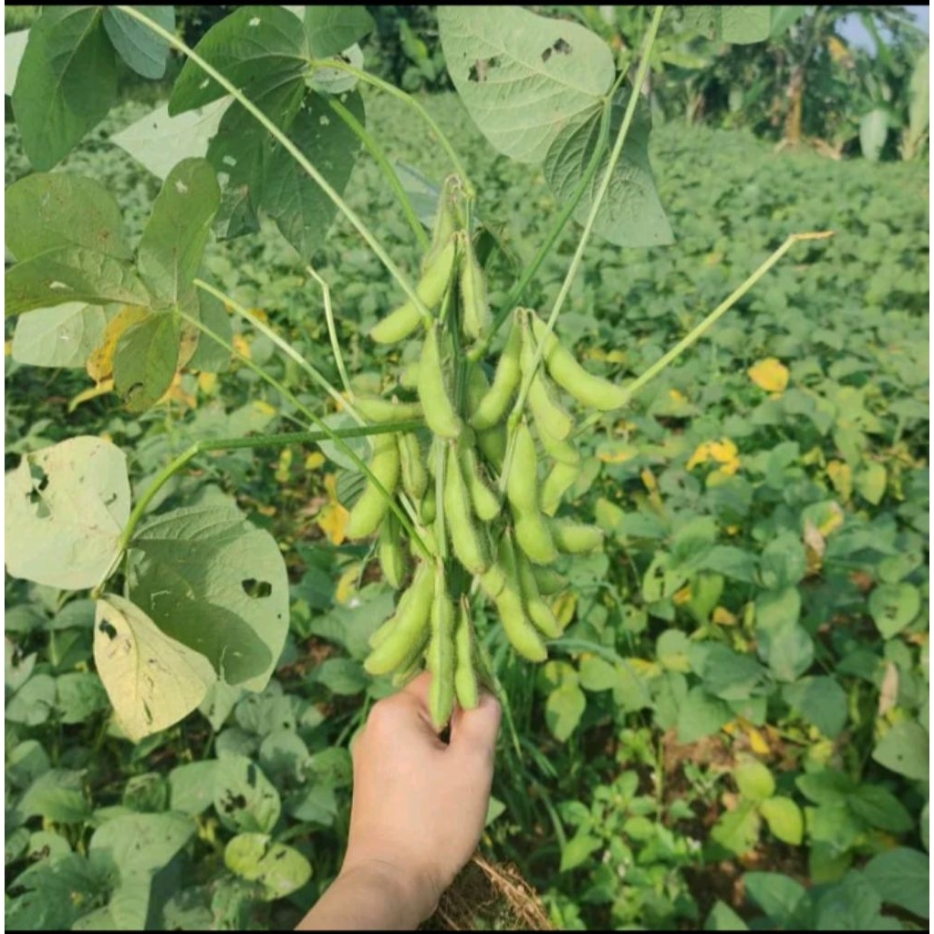 Kacang Edamame super cemilan sehat