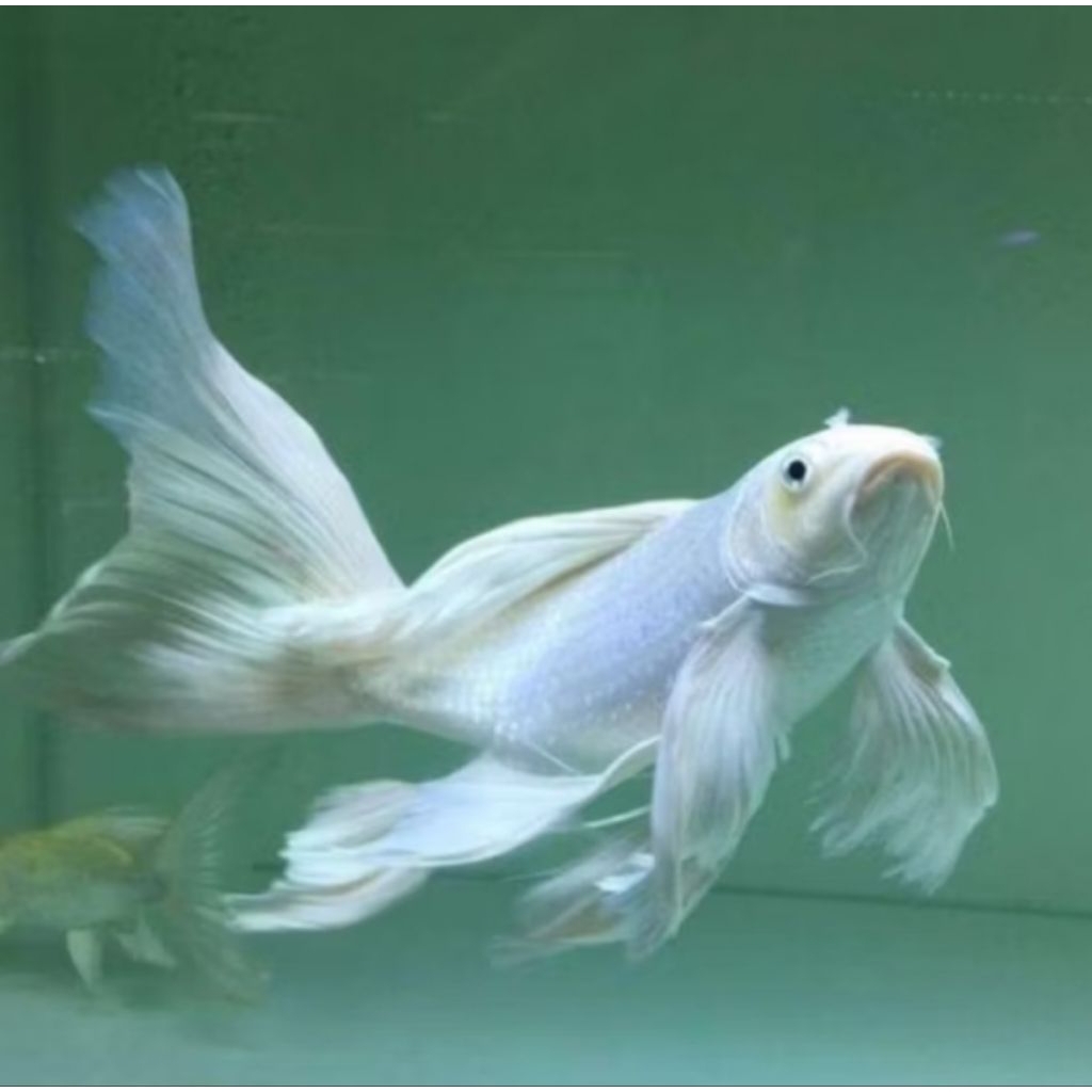 Ikan hias koi kumpay metalik & platinum slayer besar 18cm