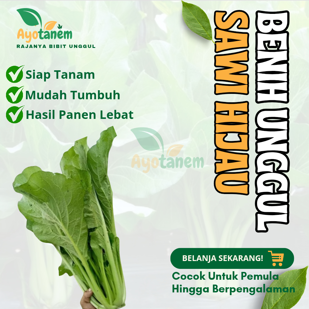 1000 BIJI BIBIT SAWI HIJAU | BENIH UNGGUL SAWI HIJAU SUPER MANIS SIAP TANAM