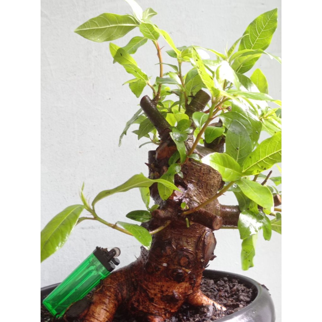 bahan bonsai mame picus loa realpict