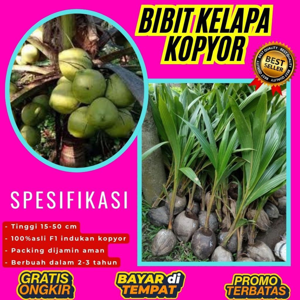 KUALITAS TERBAIK  Bibit Kelapa Kopyor Kultur Jaringan