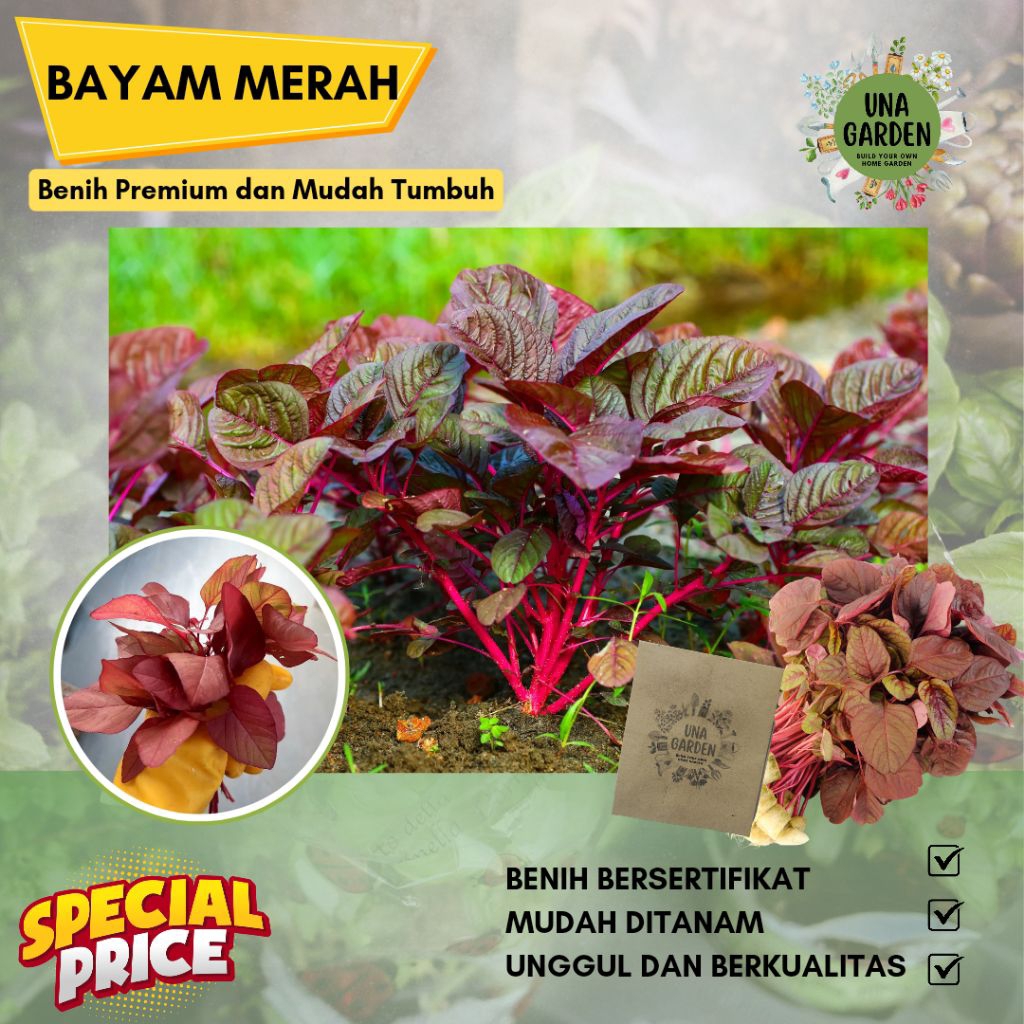 BIBIT BAYAM MERAH