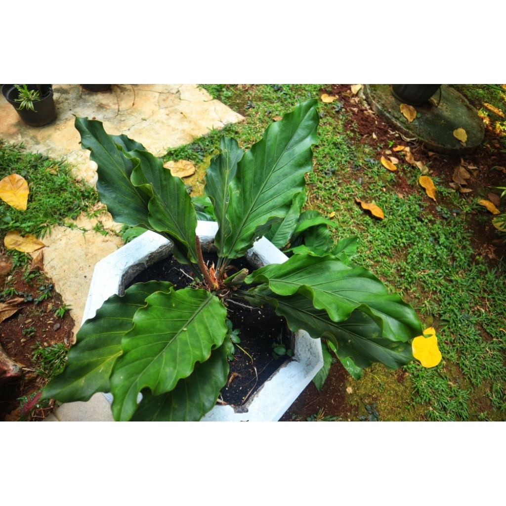 Bibit bunga Gelombang Cinta || Bunga Gelombang Cinta || Anthurium plowmanii || Bibit bunga unggul