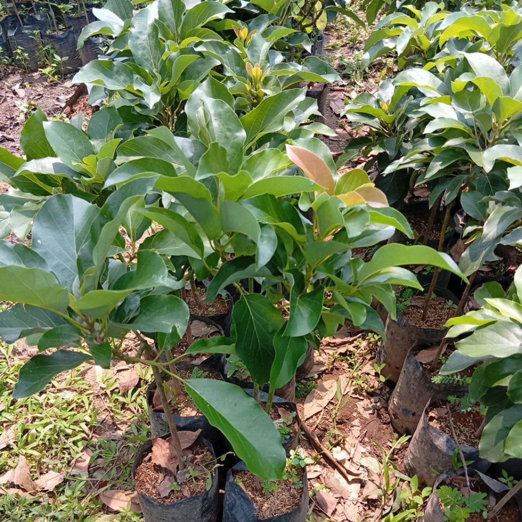 Bibit apokat aligator