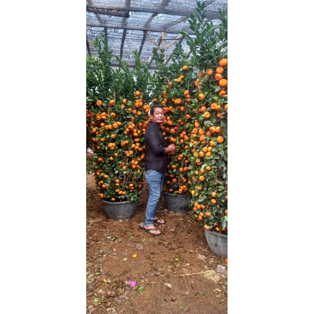 Tanaman jeruk imlek kimkit / jeruk imlek L / pohon jeruk imlek 1-1,2m