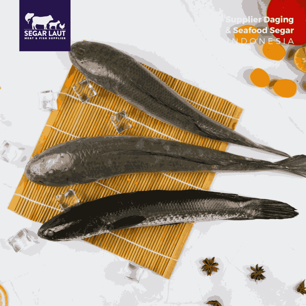 IKAN GABUS | SNAKEHEAD FISH | FRESH
