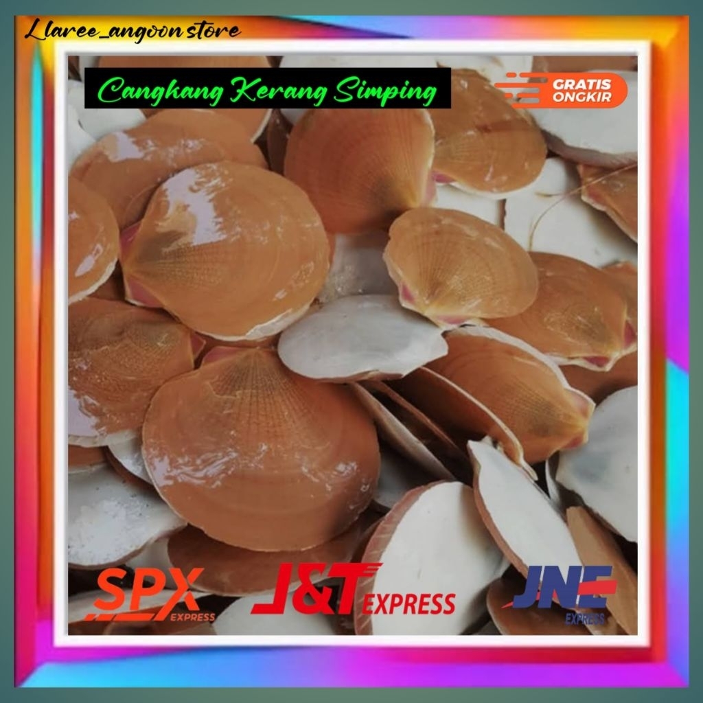 Cangkang kerang simping/kerang simping