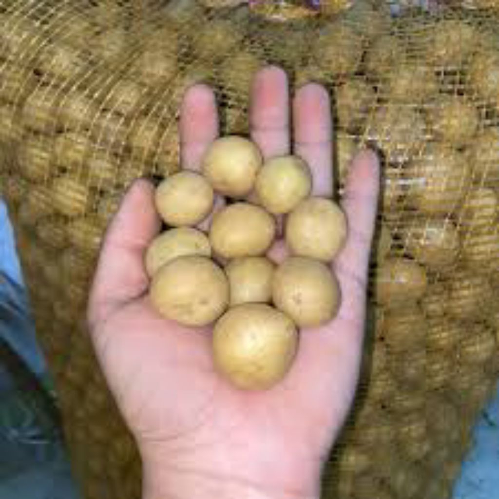 kentang baby/Ares fresh 1kg