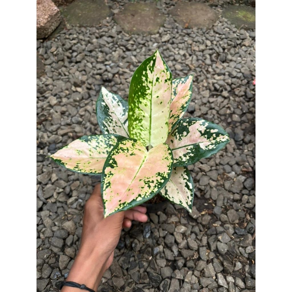 Tanaman hias aglonema suksom white - aglonema suksom white