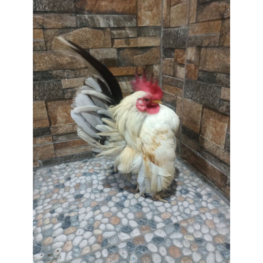 ayam Kate / Serama ori /chabo ori