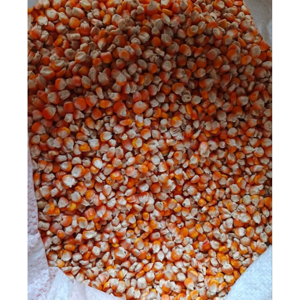 Jagung pipil kering 1kg