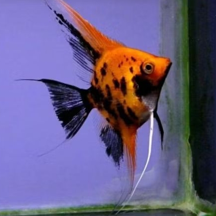 IKAN MANFISH RED DEVIL MENOR