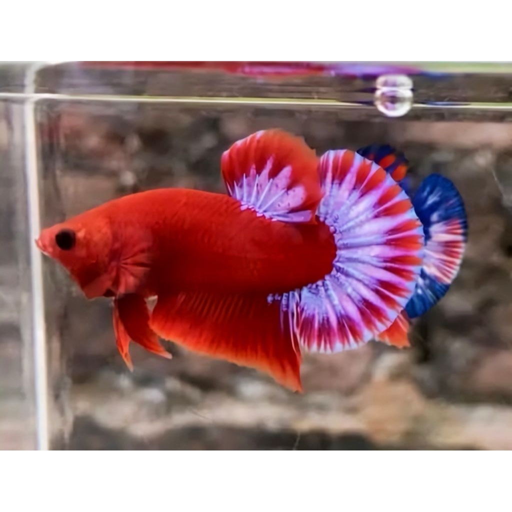 Cupang Hellboy Plakat Premium | Merah Pekat • Body Tebal • Jantan