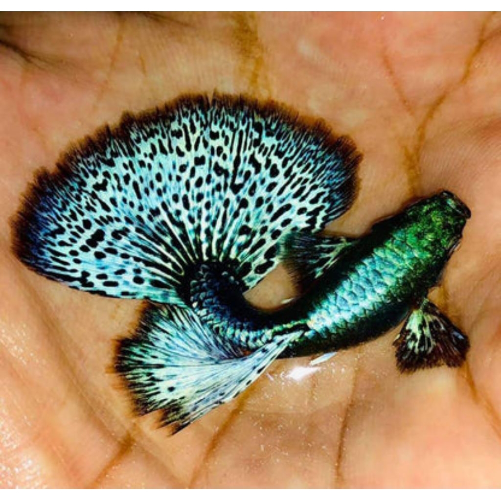 hiasan aquarium ikan Guppy green dragon sepasang