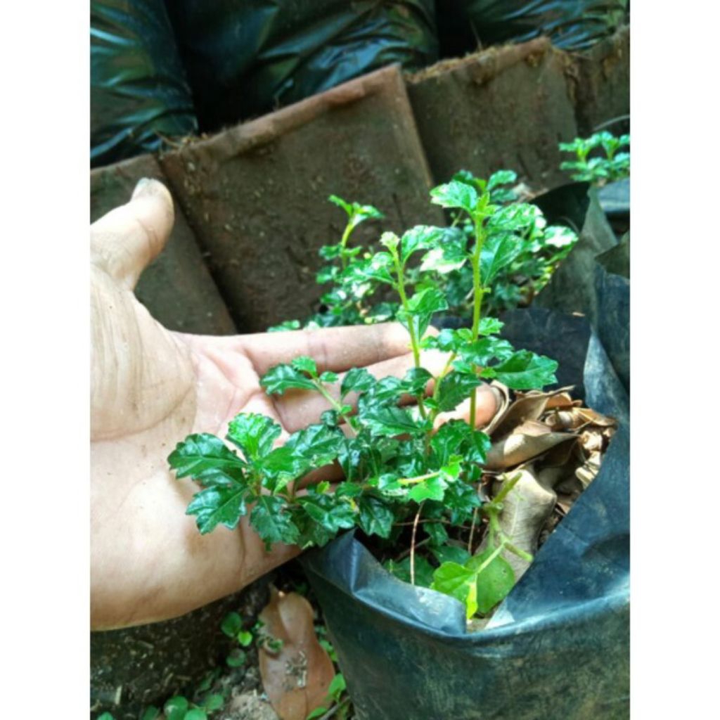 Bibit hokiantea mikro arcia asli semai biji tanaman bonsai