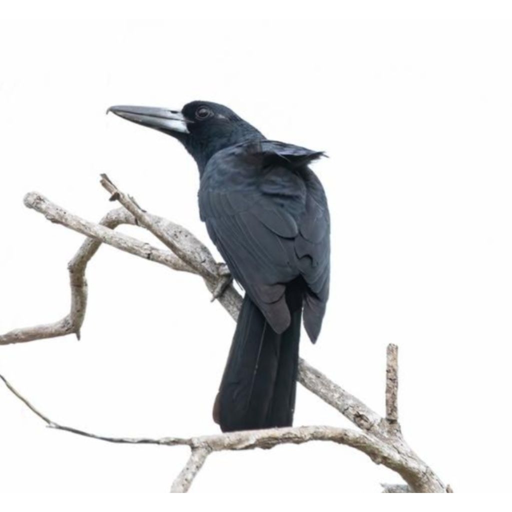 promo 2 telur fertil burung Jagal Papua-Hitam resmi