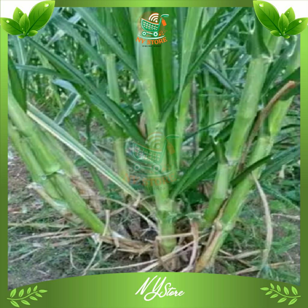 Bibit rumput Pakchong super 1 kg / Rumput pakchong bibit unggul / bibit pakchong pakan ternak / rump