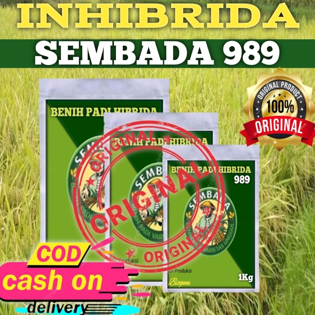 Bibit Padi hibrida Sembada 989 Original Pabrik