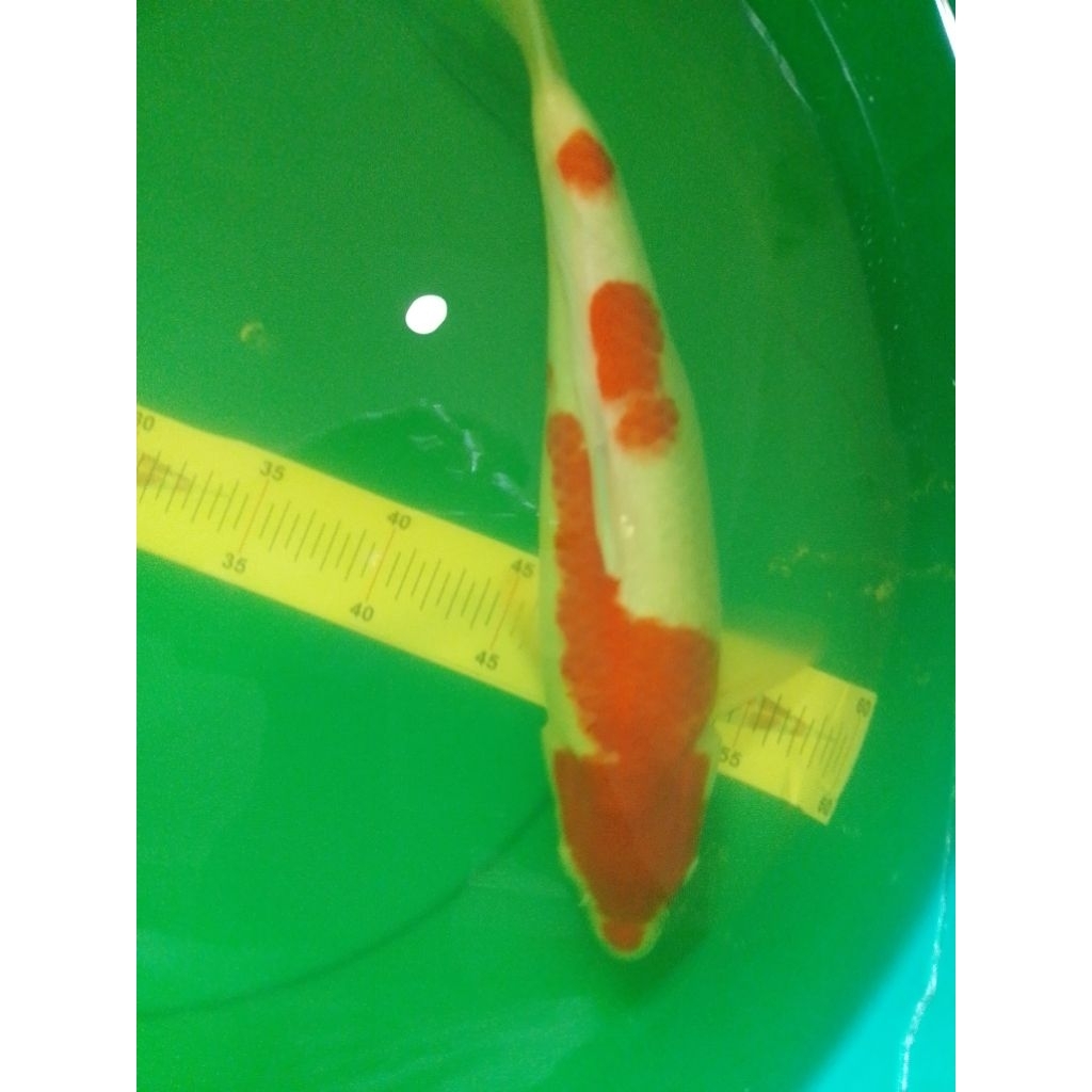 Ikan koi jenis Kohaku 40cm warna merah strong