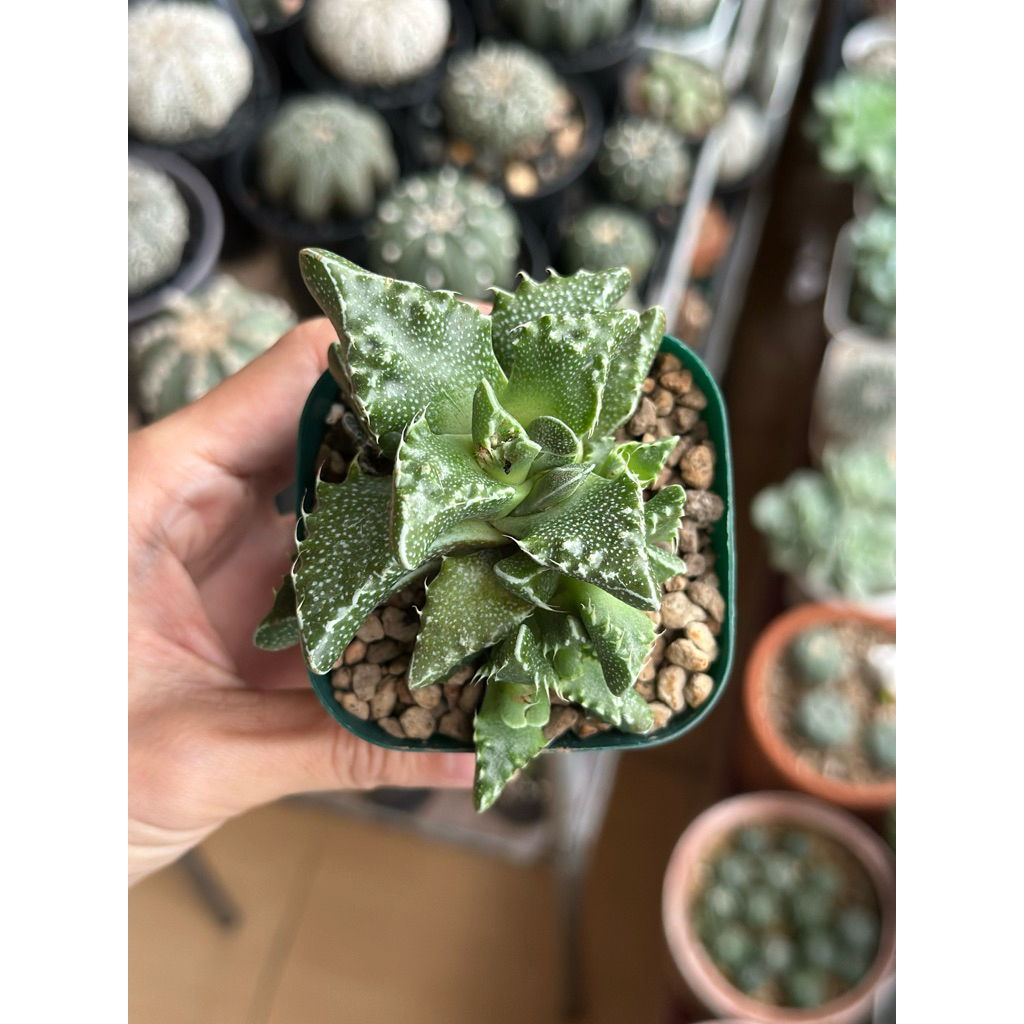 sukulen Gasteria carinata / Gasteria ‘Little Warty’