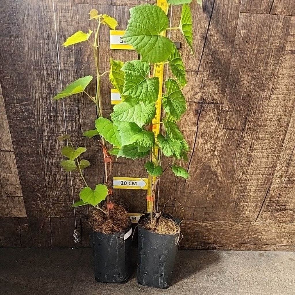 Rootstock / Batang bawah anggur