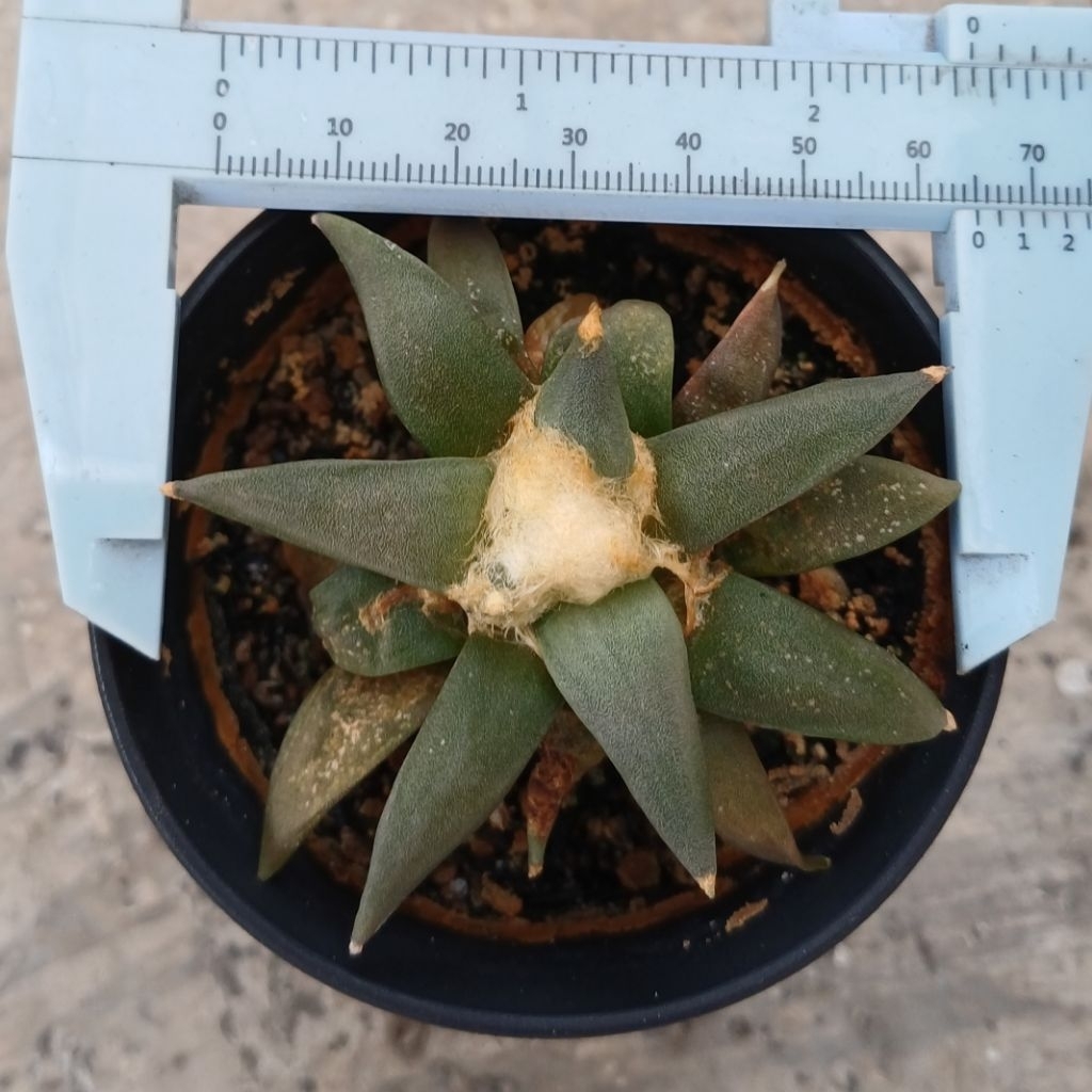 Ariocarpus Retusus