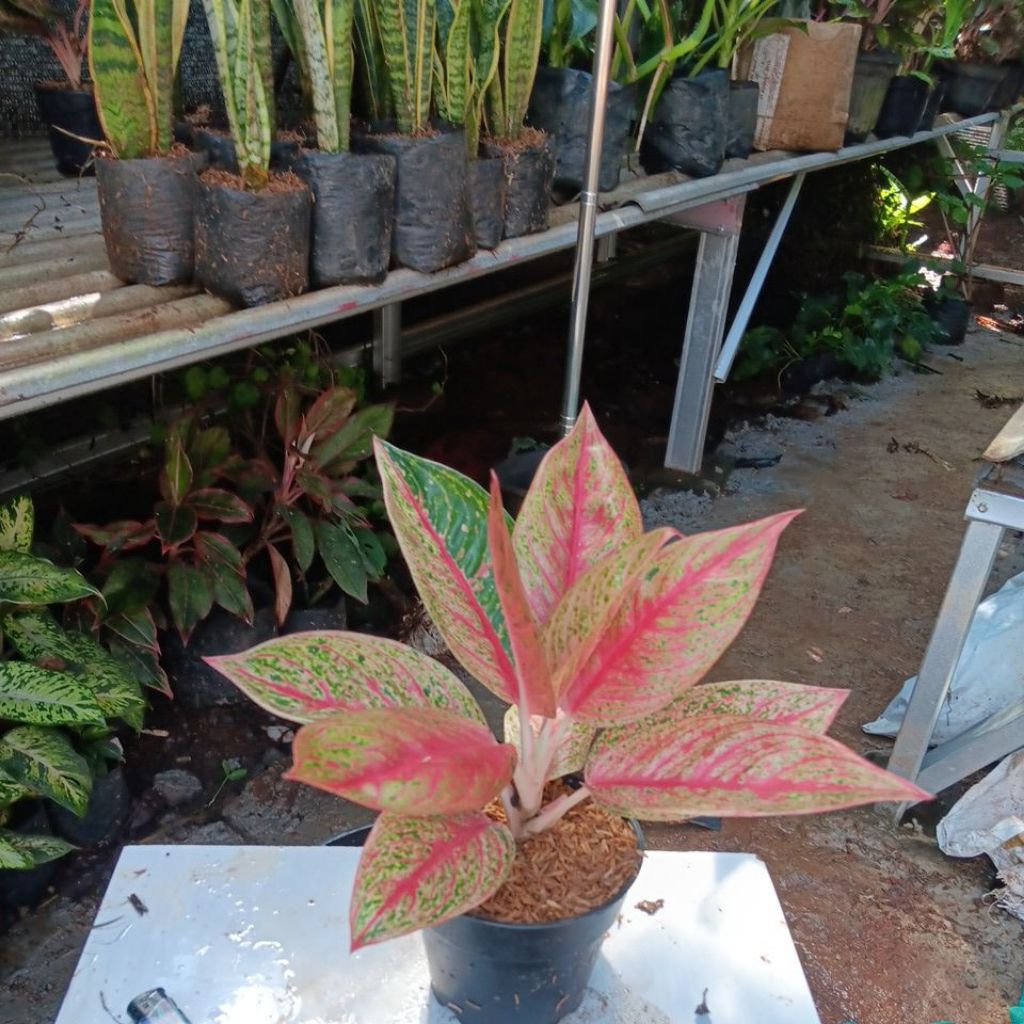 aglonema red legacy