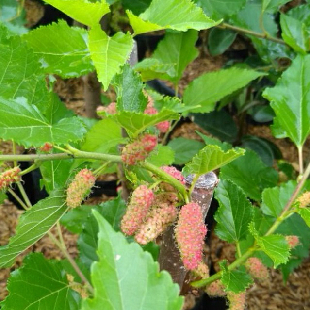 Bibit buah murbei, pohon murbei