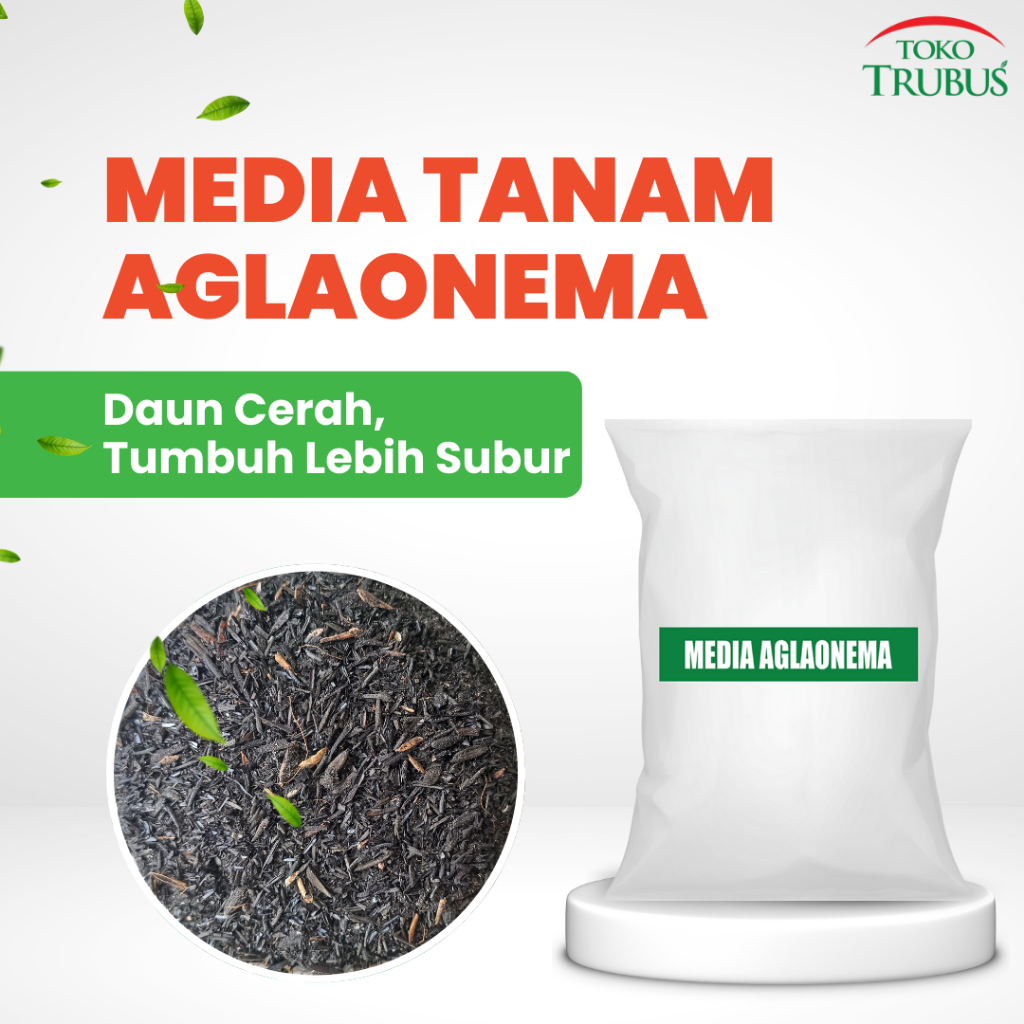 TRUBUS -  MEDIA TANAM AGLAONEMA