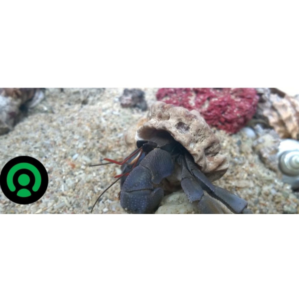 kelomang black/hitam jumbo