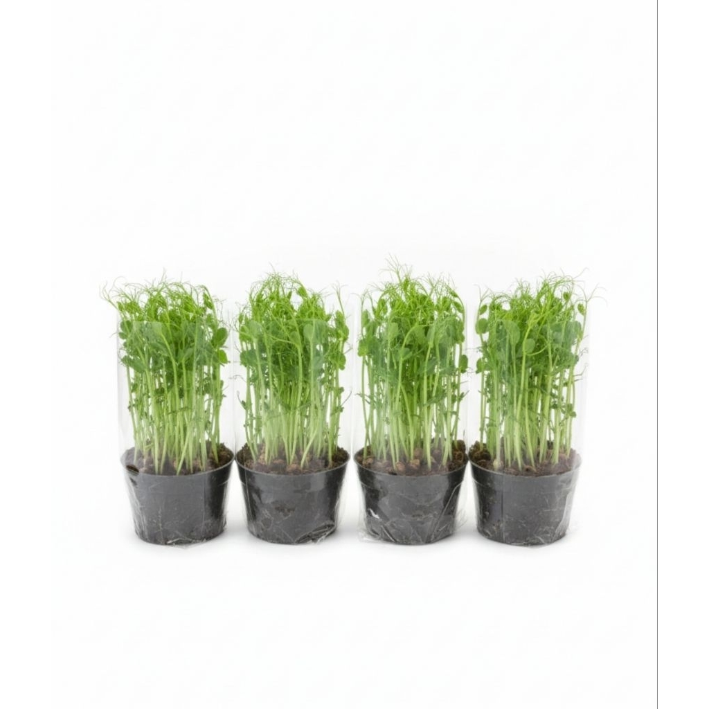 Home Soil Based Microgreens Pea Shoots Fresh – Daun Muda Kacang Polong – Organik & Crunchy