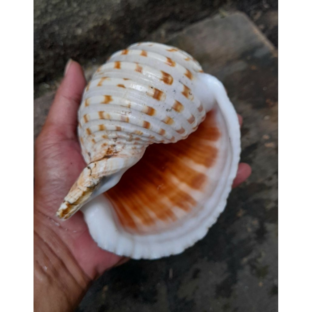 Rumah Kelomang Jumbo Cangkang Tona