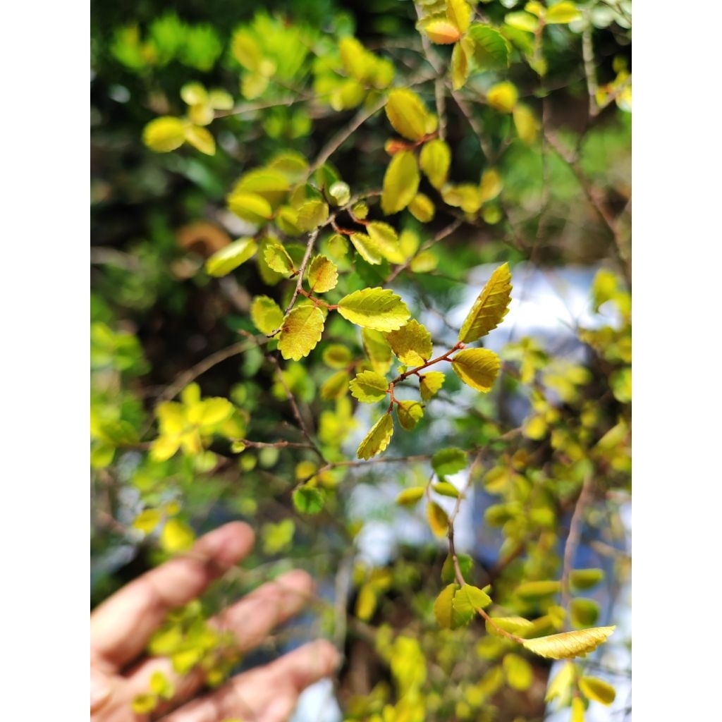 Bahan Bonsai Ulmus Micro Golden/ Ulmus Golden Micro