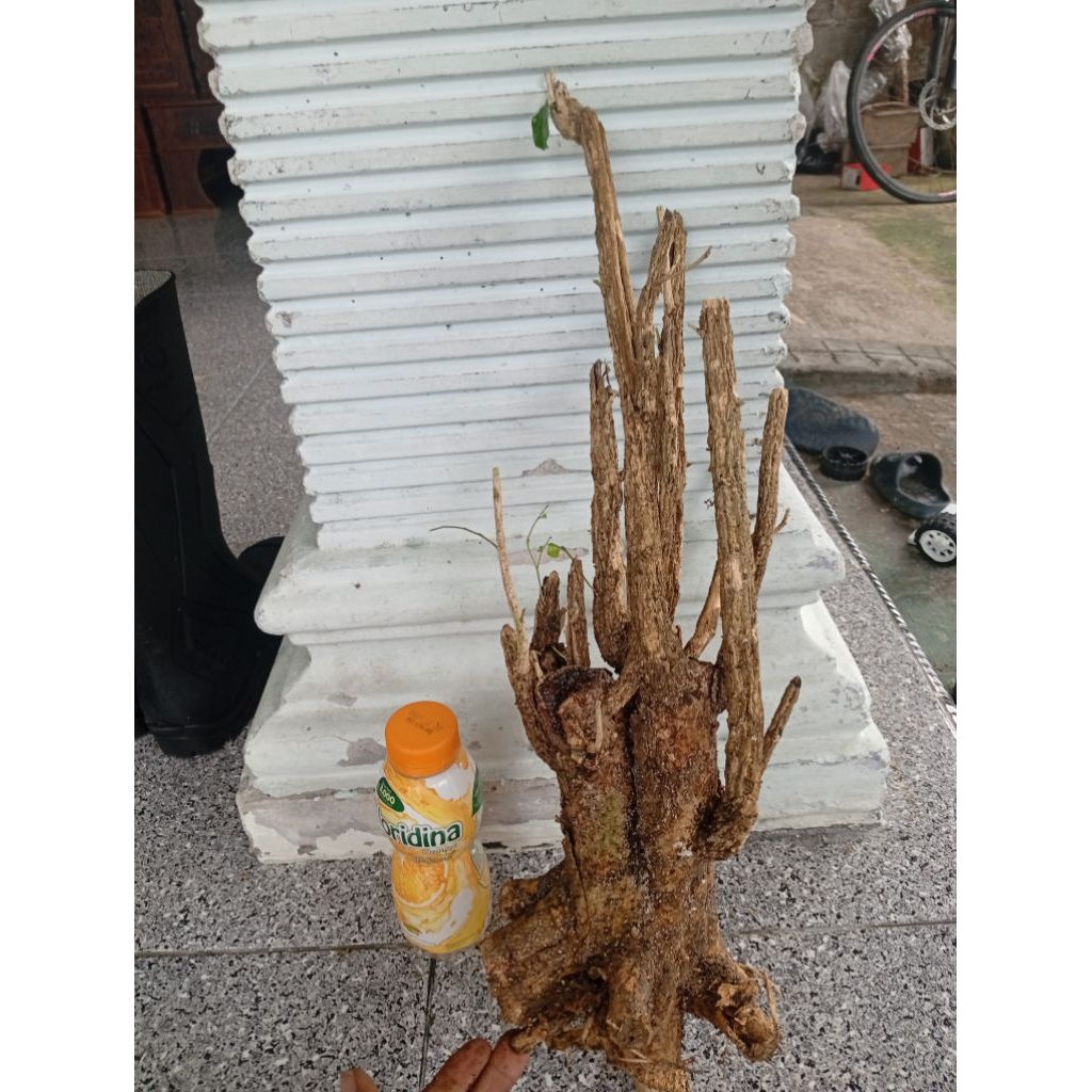 kemuning dongkelan akar batang kemuning lokal bahan bonsai