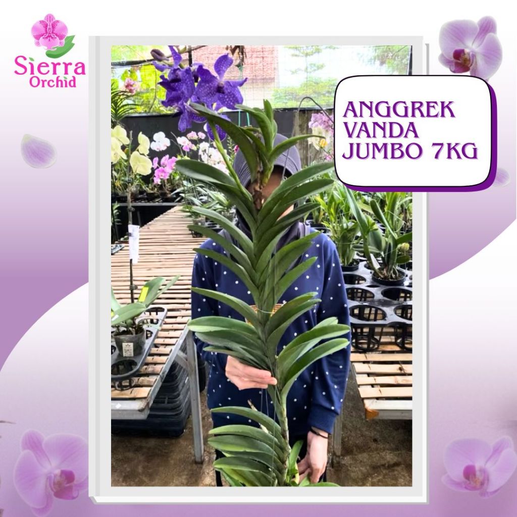 Anggrek Vanda Jumbo 7kg